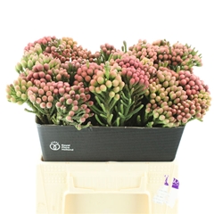 Brunia Laevis 40cm