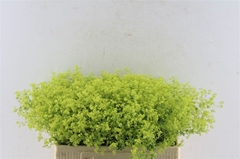 Alchem M Robustica 55cm