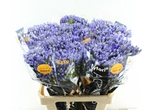 Agap Atlantic Ocean 60cm