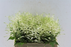 Astil Washington 60cm