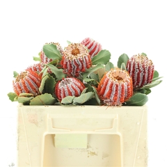 Banksia Coccinea 50cm