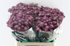 Astr Star Of Joy 60cm 33