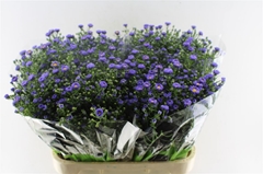 Ast Teeny Tiny Blue 80cm 30gram