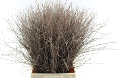 Betula 80cm