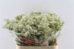 Chame Un Ofir 80cm 110gram 24