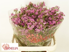 Chame Purple Rain 80cm 70gram 24