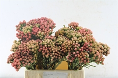 Brunia Laevis 40cm