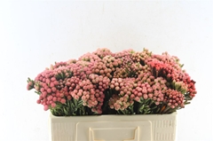 Brunia Laevis 50cm