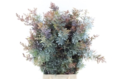 Acacia Baileyana 55cm 200gram