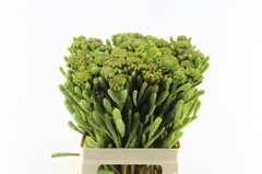 Brun Albiflora 60cm