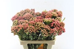 Brunia Laevis 60cm