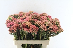 Brunia Laevis 60cm