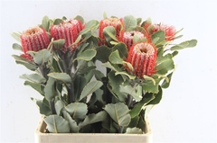Banksia Coccinea 70cm