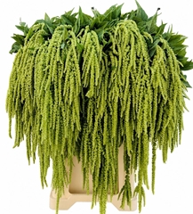 Amar Ca Viridis