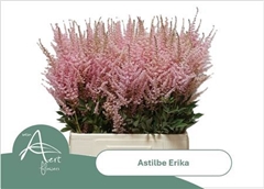 Astil Ar Erika 70cm