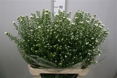 Ast Monte Cassino 90cm 30gram