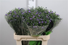 Ast Teeny Tiny Blue 80cm 30gram