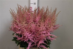Astil Ar Cattleya 80cm
