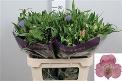 Alstr Avianna 75cm 75gram