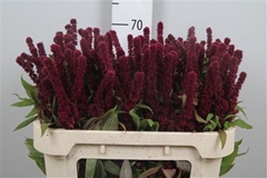 Amar Cr Red Cathedra 75cm