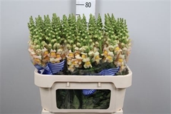Antir Costa Apricot 75cm
