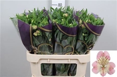 Alstr Wonder Sweet 75cm 70gram