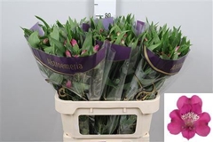 Alstr Casanova 75cm 75gram