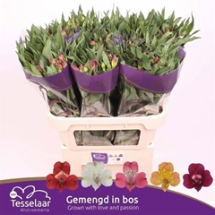 Alstr Mixed 75cm 75gram