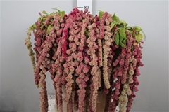 Amar Caud Mira 80cm