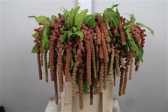 Amar Ca Coral Founta 75cm