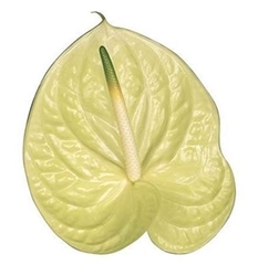 Anth A Marysia 45cm 13cm Ø