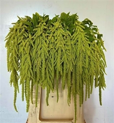 Amar Cau Green Cord 80cm