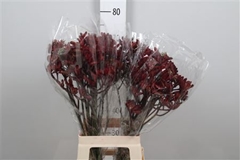 Anigoz Early Spring 70cm