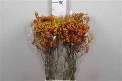 Anigoz Gold Fever 80cm