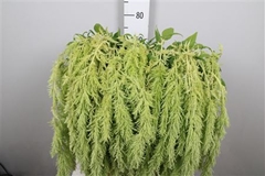 Amar Hang Green Spider 80cm