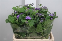 Ager H Blue Planet 60cm
