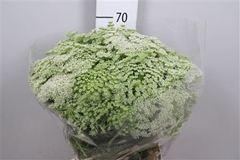 Ammi Visnaga 70cm
