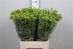 Bupleurum Rotundifol 70cm