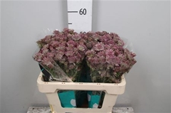 Astr Roma 50cm 33