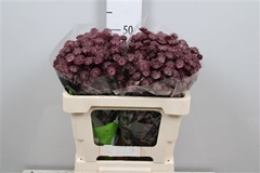 Astr Star Of Love 50cm 33