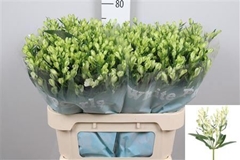 Alstr Fl Whi Pearls 75cm 20+