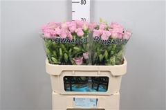 Camp M Pearl Pink 70cm