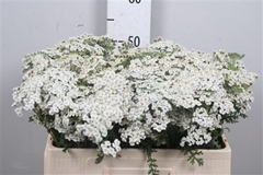 Achil Mil Whi Beauty 50cm