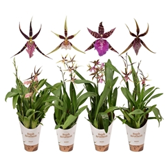 Brassia Summer Dream 12Ø 55cm