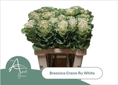 Brass Crane Ru White 60cm