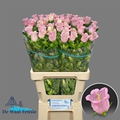 Camp M Pearl Pink 70cm