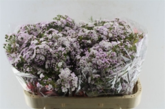 Chame Un Danc Queen 70cm 55gram 24