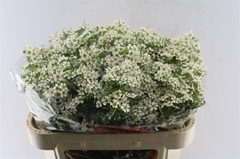 Chame Un Ofir 70cm 70gram 24