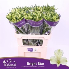 Alstr Bright Star 55gr