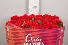 Cel C Red Chief 75cm